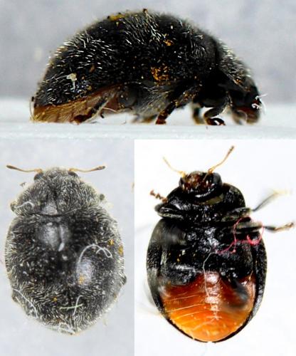 Rhyzobius forestieri